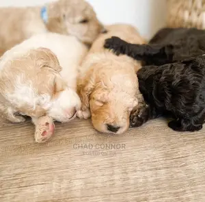 1-3 Months Male Purebred Poodle