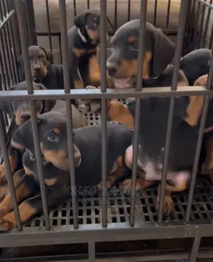 1-3 months Male Purebred Doberman Pinscher