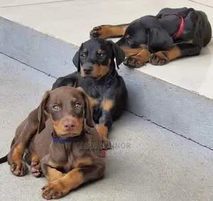 1-3 months Female Purebred Doberman Pinscher