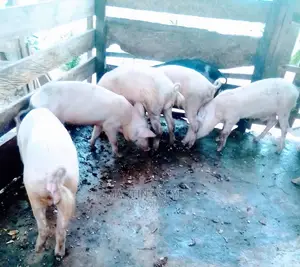 Pigs and Piglets for Sale