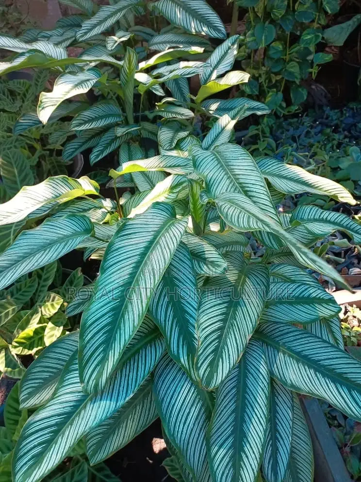 Royal City Horticulture Is Here to Serve You Best Gardenwork