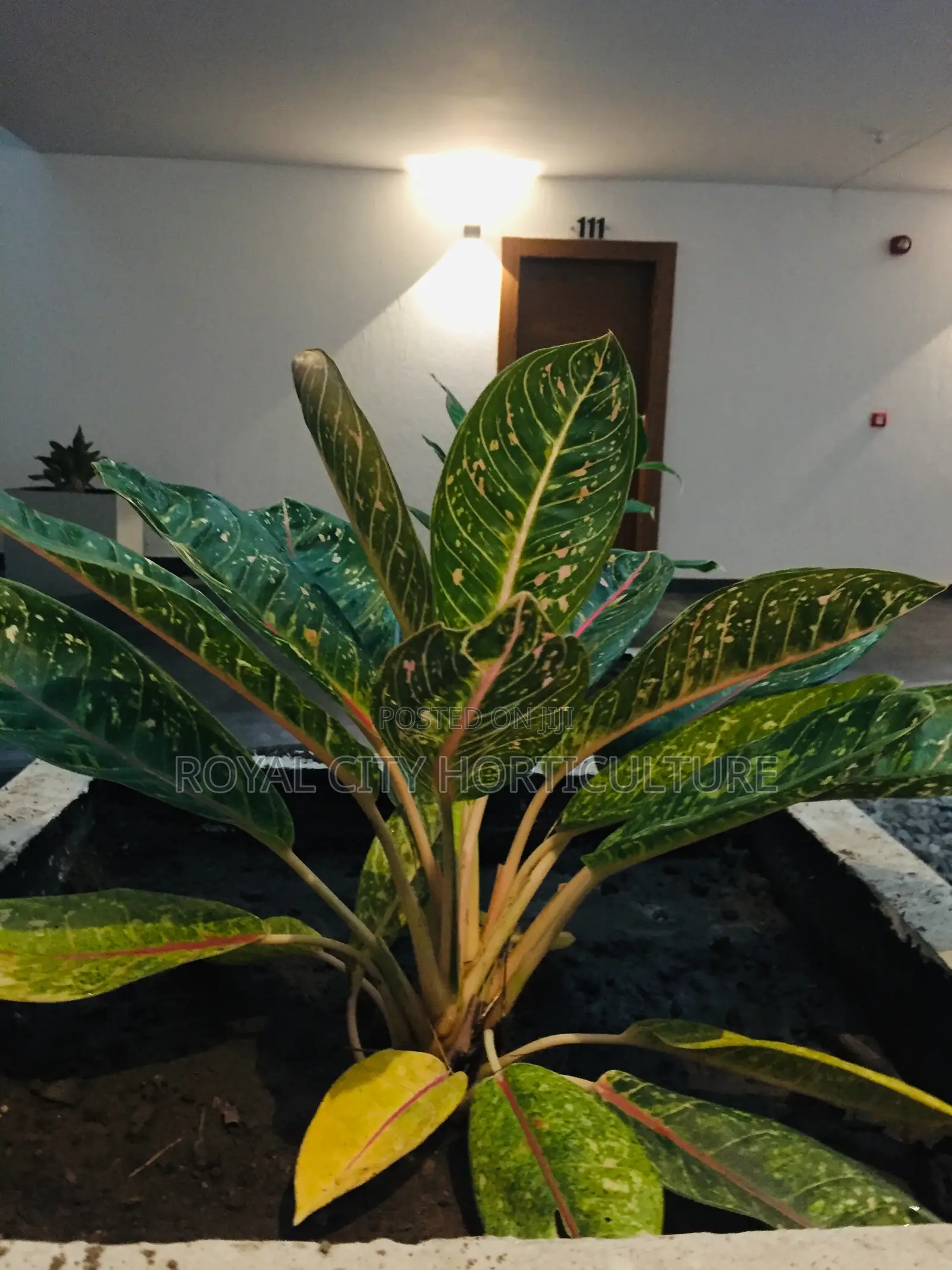 Royal City Horticulture Is Here to Serve You Best Gardenwork