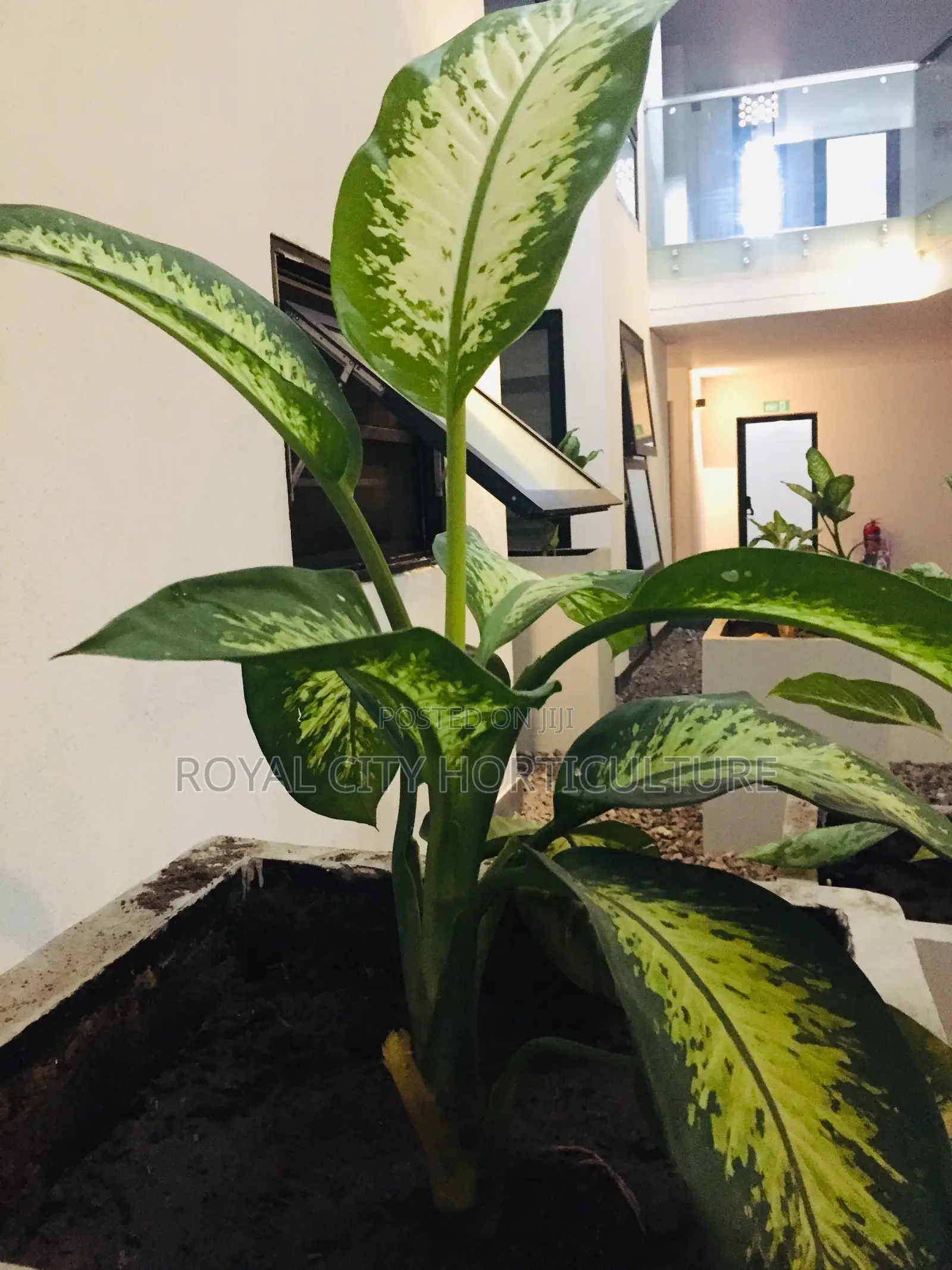 Royal City Horticulture Is Here to Serve You Best Gardenwork