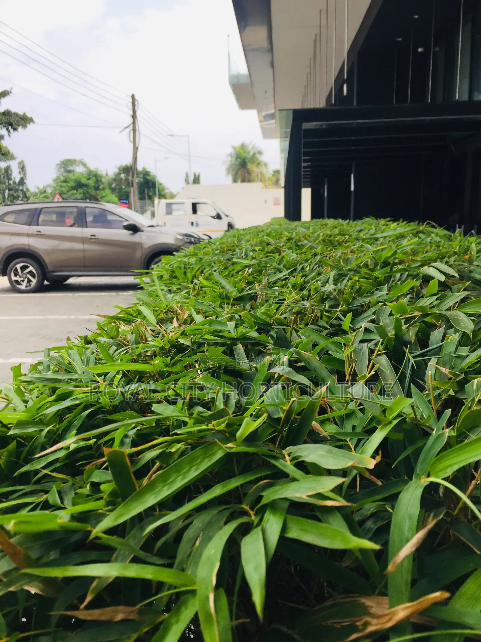 Royal City Horticulture Is Here to Serve You Best Gardenwork