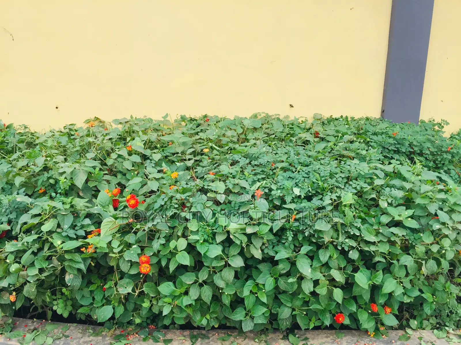 Royal City Horticulture Is Here to Serve You Best Gardenwork