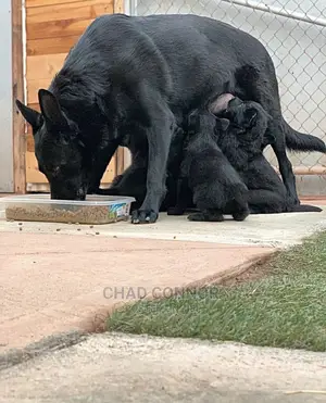 1-3 months Male Purebred German Shepherd