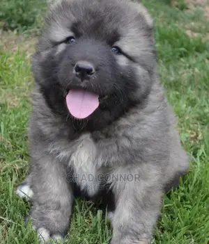 1-3 months Male Purebred Caucasian Shepherd