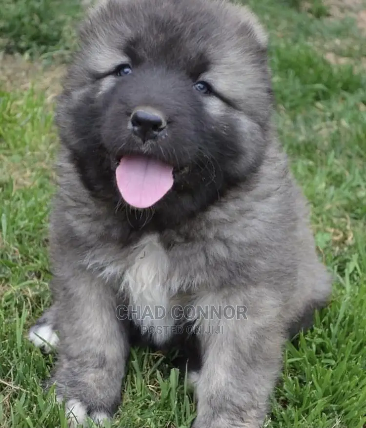 1-3 months Male Purebred Caucasian Shepherd