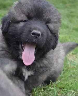1-3 months Male Purebred Caucasian Shepherd