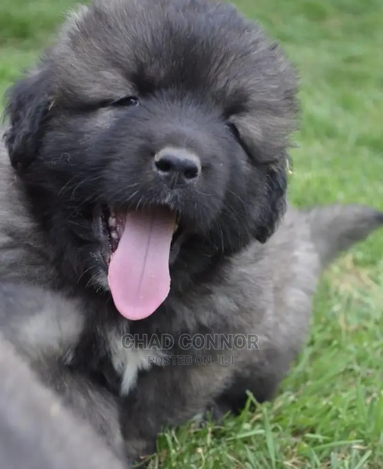 1-3 months Male Purebred Caucasian Shepherd
