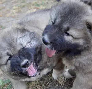 1-3 months Male Purebred Caucasian Shepherd