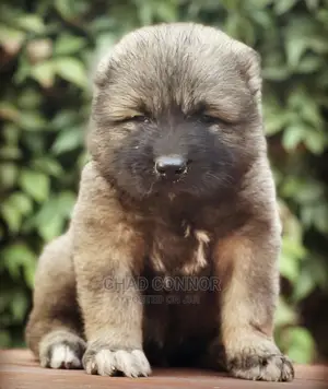 1-3 months Male Purebred Caucasian Shepherd