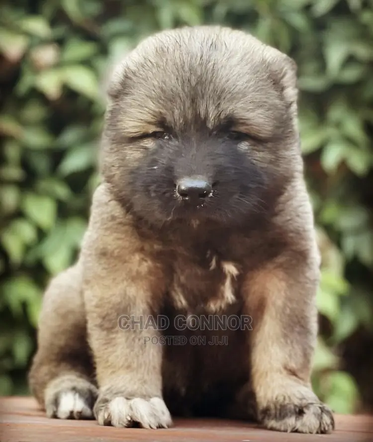 1-3 months Male Purebred Caucasian Shepherd