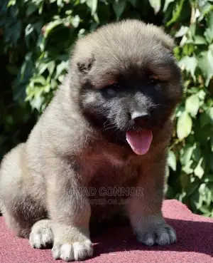 1-3 months Male Purebred Caucasian Shepherd