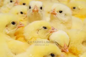 Broiler Chicken ( Day Old Kings)