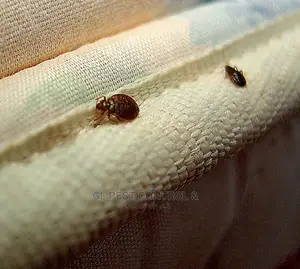 Most Effective Bedbug Fumigation