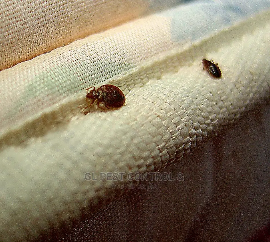 Most Effective Bedbug Fumigation