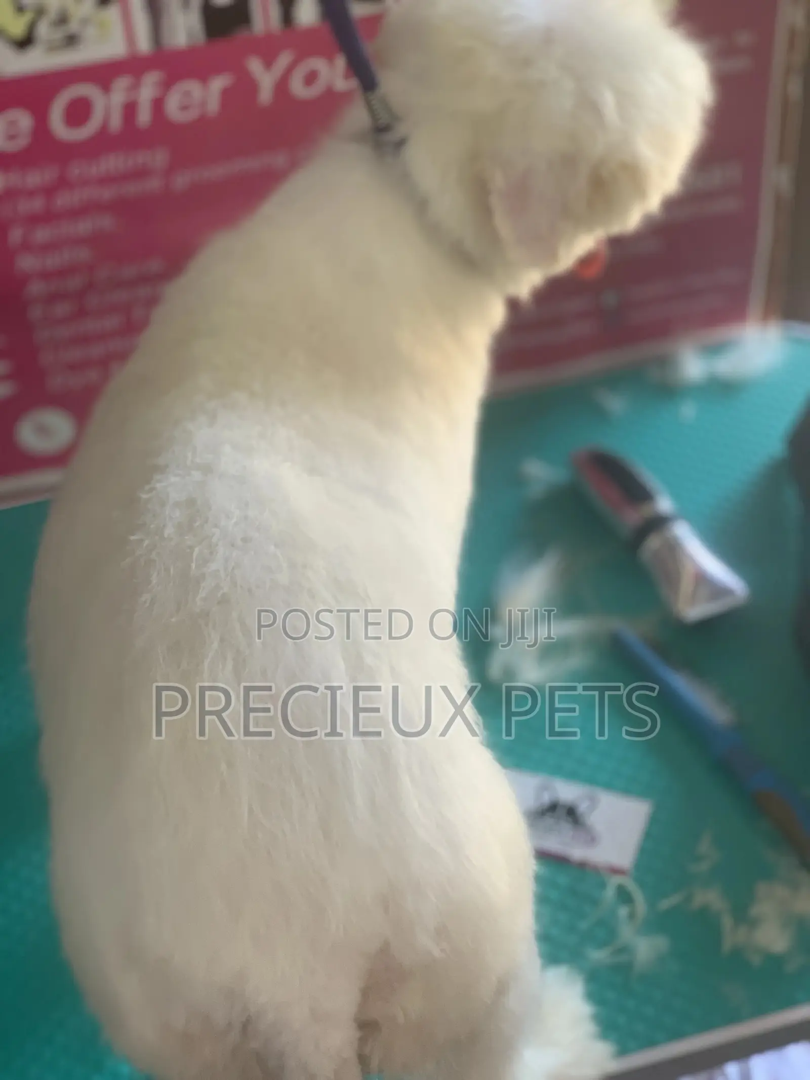 Maltipoo Grooming Appointment