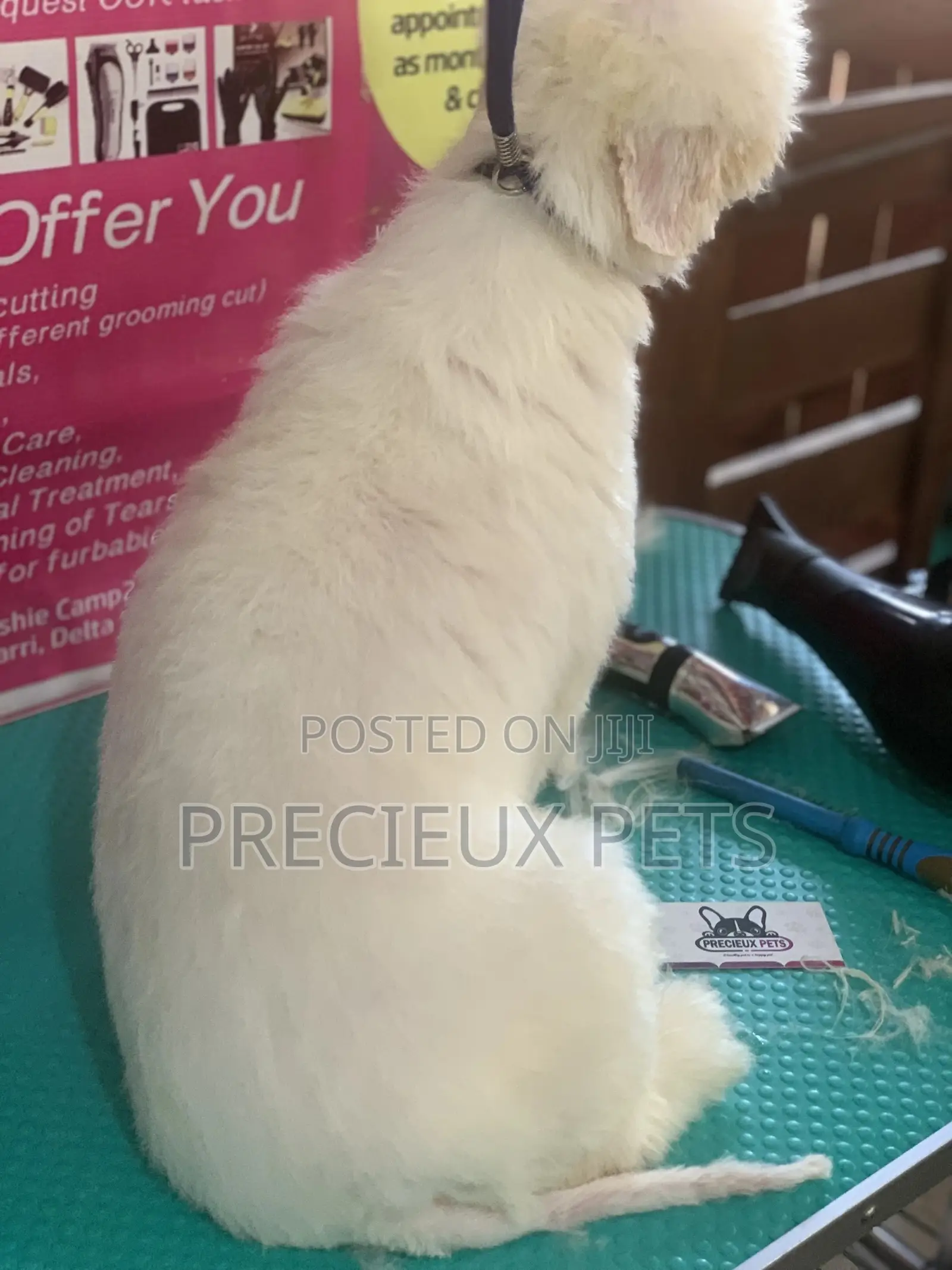 Maltipoo Grooming Appointment