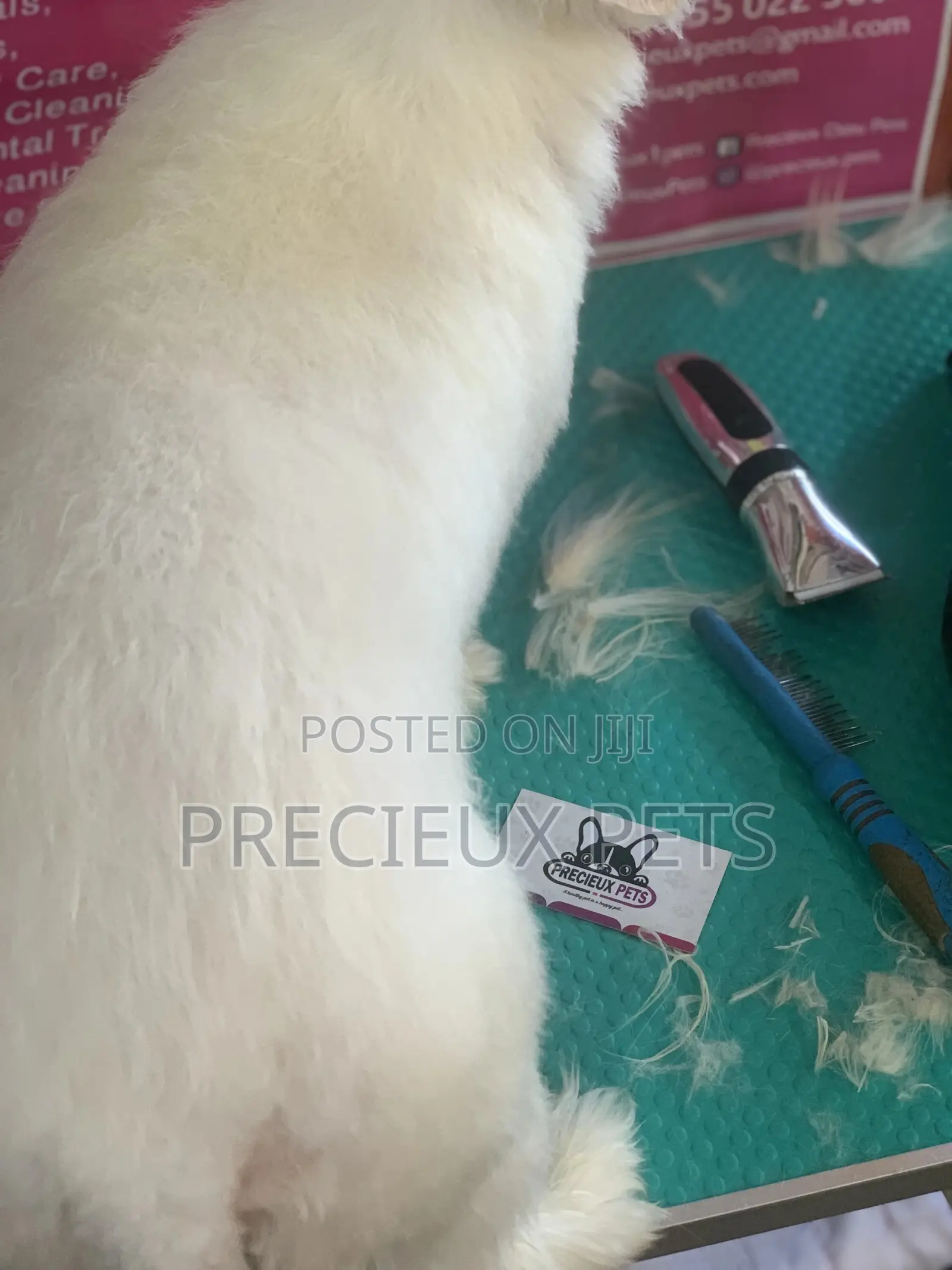Maltipoo Grooming Appointment