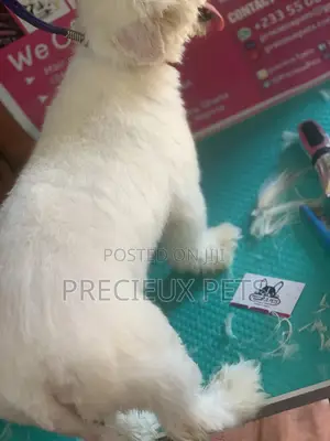 Maltipoo Grooming Appointment