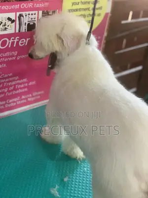 Maltipoo Grooming Appointment