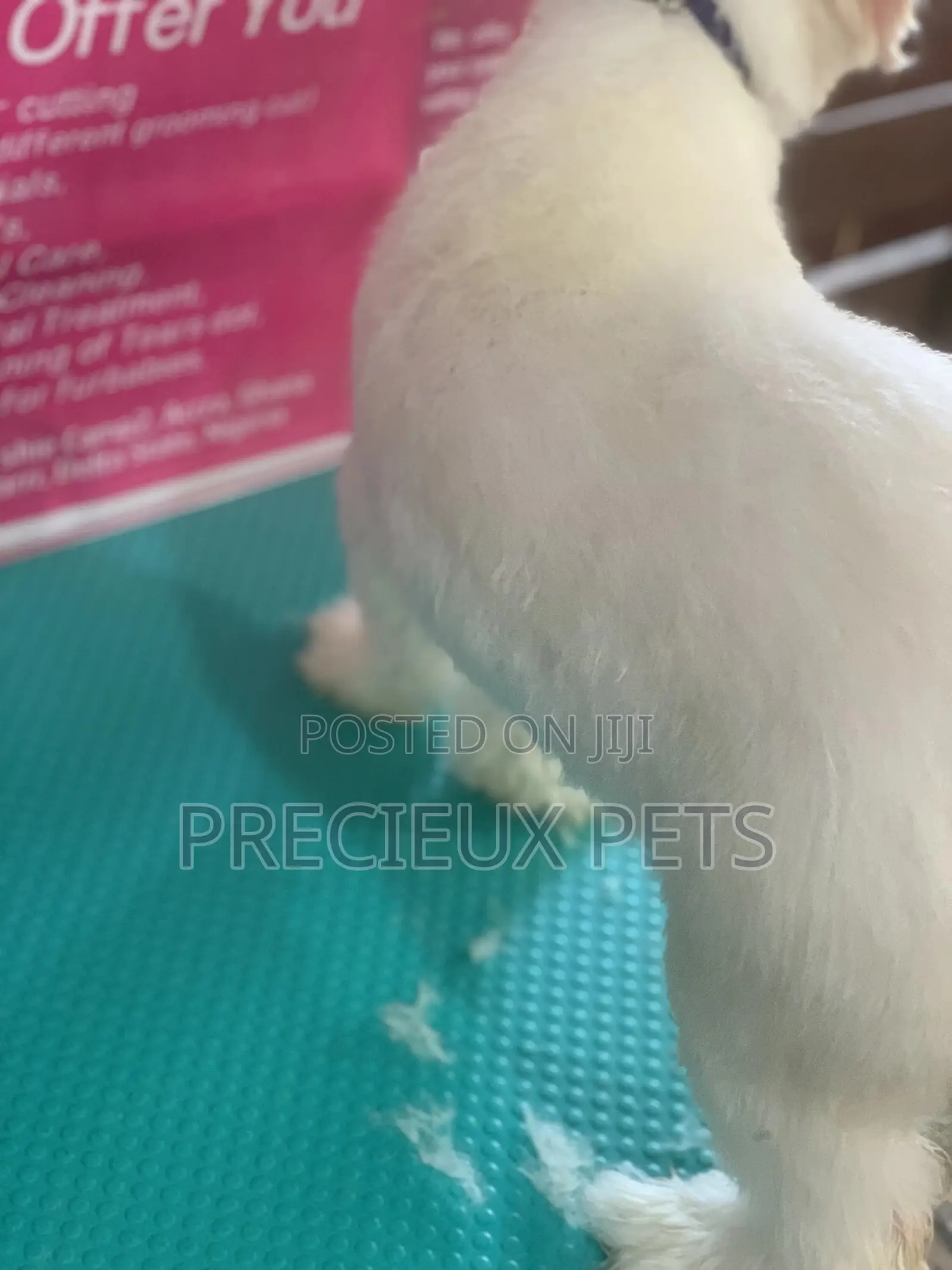Maltipoo Grooming Appointment