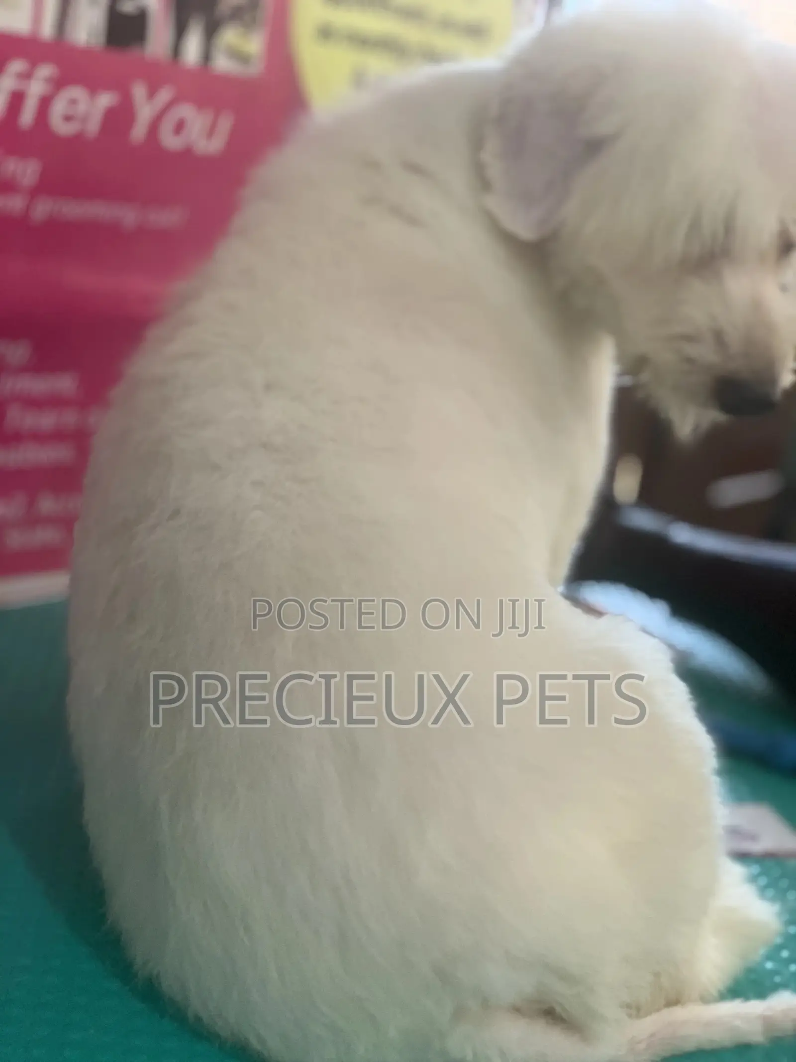 Maltipoo Grooming Appointment