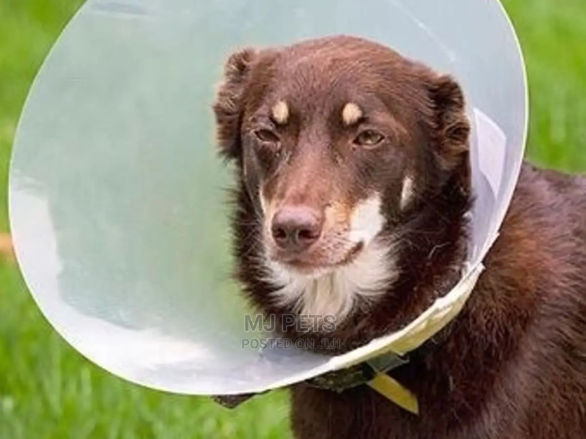 Elizabethan Surgical Cone Collar