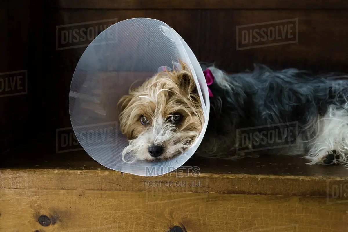 Elizabethan Surgical Cone Collar