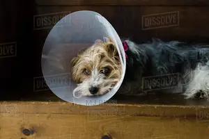 Elizabethan Surgical Cone Collar