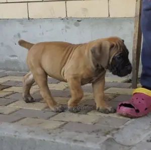 1-3 months Male Purebred Boerboel
