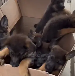 1-3 months Female Purebred German Shepherd