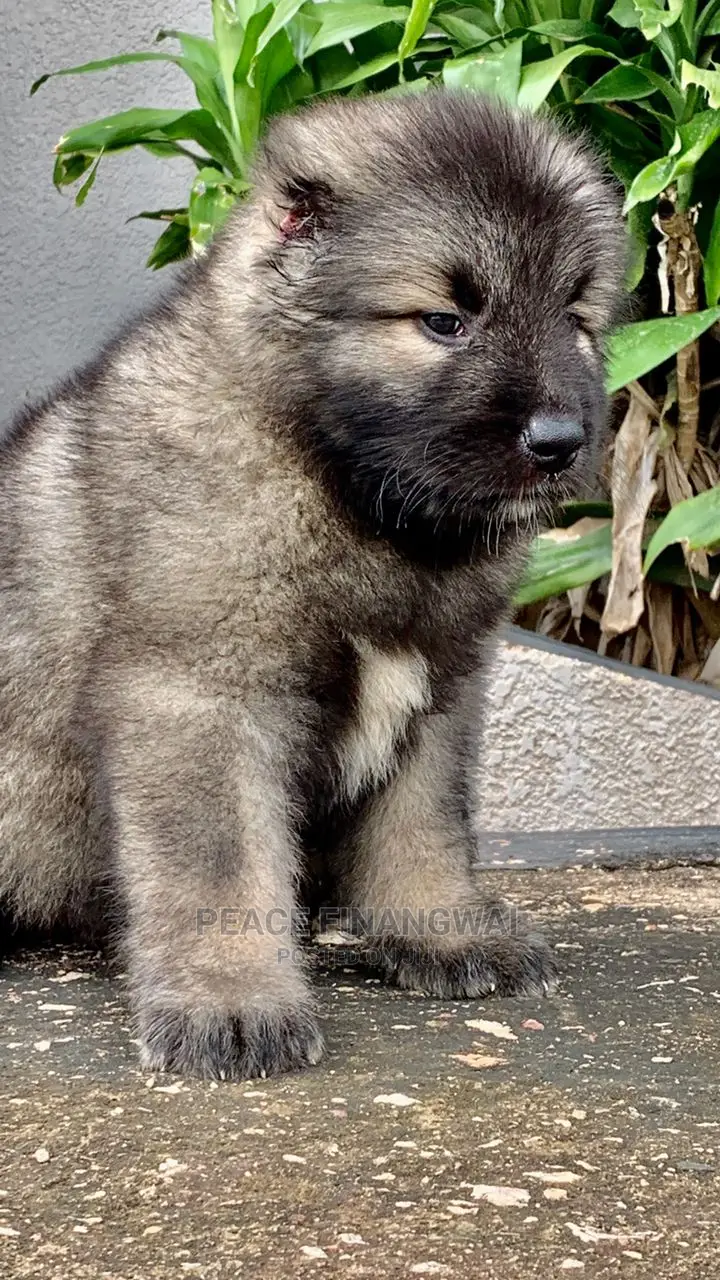 1-3 months Male Purebred Caucasian Shepherd