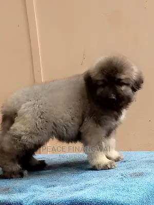 1-3 months Male Purebred Caucasian Shepherd