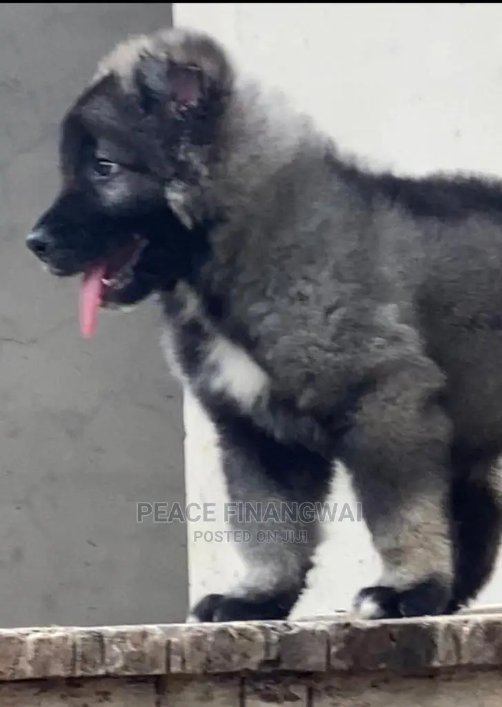 1-3 months Male Purebred Caucasian Shepherd