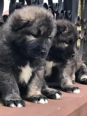 1-3 months Male Purebred Caucasian Shepherd