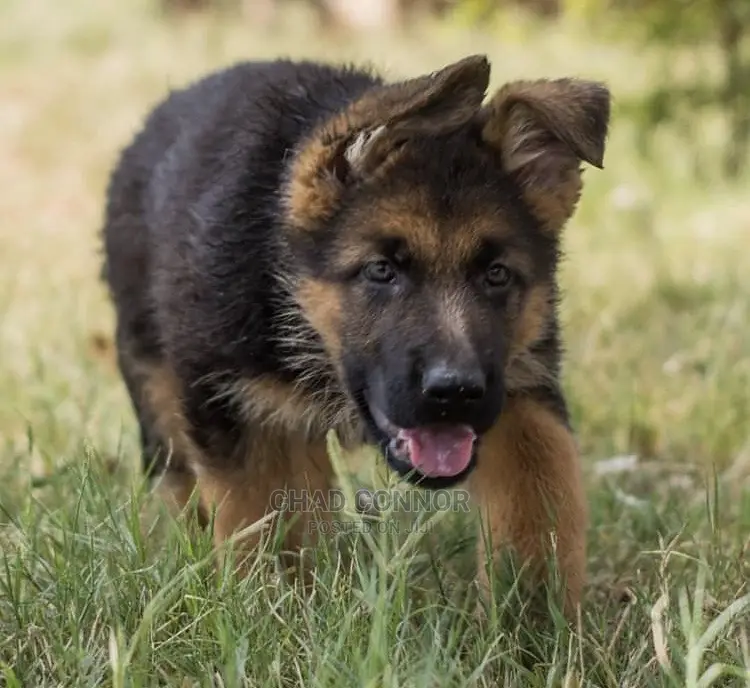 1-3 months Male Purebred German Shepherd