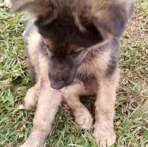 1-3 months Male Purebred German Shepherd