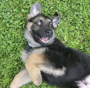 1-3 months Male Purebred German Shepherd