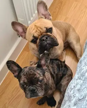1-3 Months Male Purebred French Bulldog