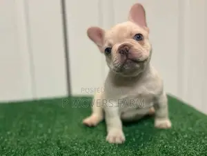 1-3 months Female Purebred French Bulldog