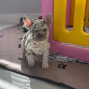1-3 Months Female Purebred French Bulldog