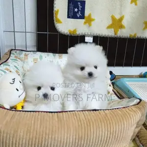 1-3 months Female Purebred Pomeranian