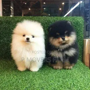 1-3 months Female Purebred Pomeranian