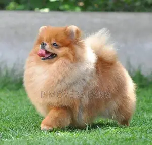 1-3 months Female Purebred Pomeranian