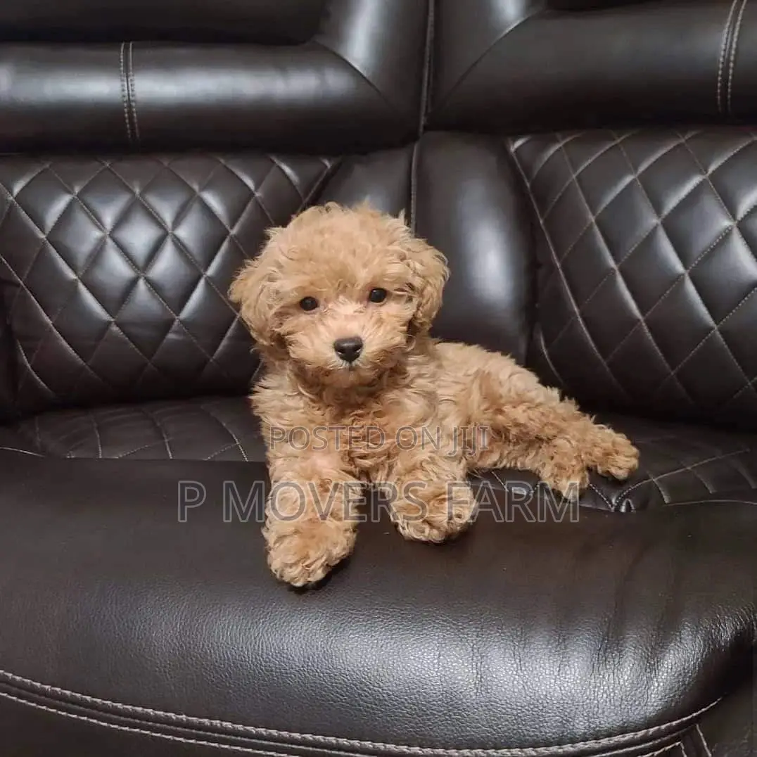 1-3 months Female Purebred Poodle