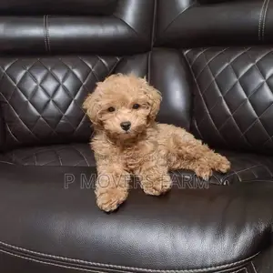 1-3 months Female Purebred Poodle