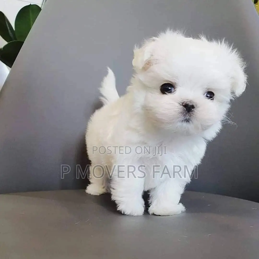 1-3 months Male Purebred Maltese
