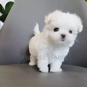 1-3 months Male Purebred Maltese